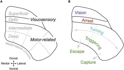 Functional Organisation of the Mouse Superior Colliculus